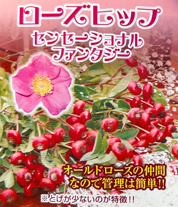 実を楽しむバラ:センセーショナルファンタジー5号ポット