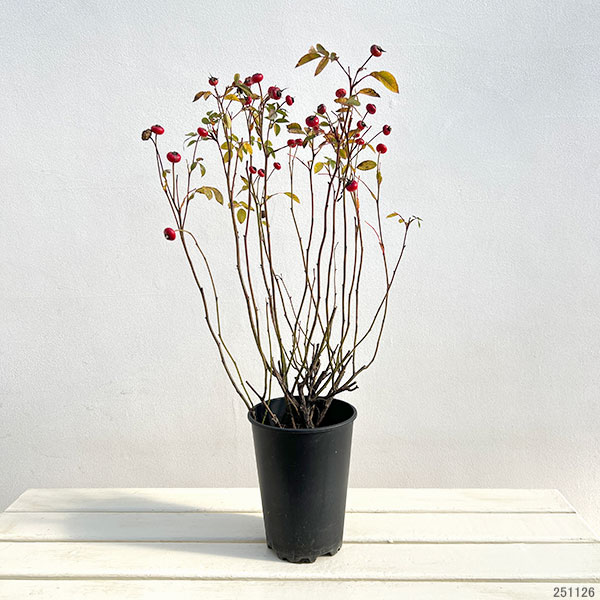 実を楽しむバラ:センセーショナルファンタジー5号ポット