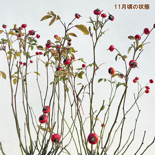 実を楽しむバラ:センセーショナルファンタジー5号ポット