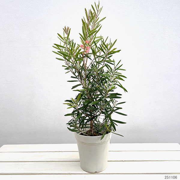 カリステモン:ピンクシャンパン5号ポット