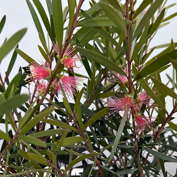 カリステモン:ピンクシャンパン5号ポット