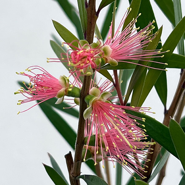 カリステモン:ピンクシャンパン5号ポット