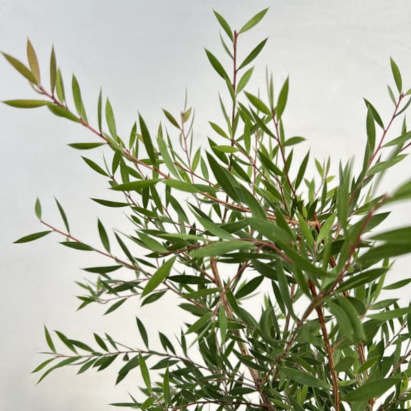 カリステモン：パープルスプレンダー5号ポット