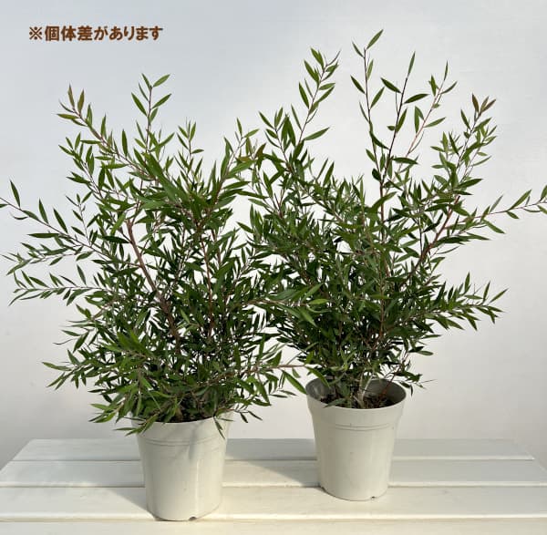 カリステモン：パープルスプレンダー5号ポット