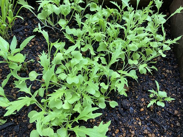 【有効期限25年10月】ミズナ（水菜）種：サラダ水菜*