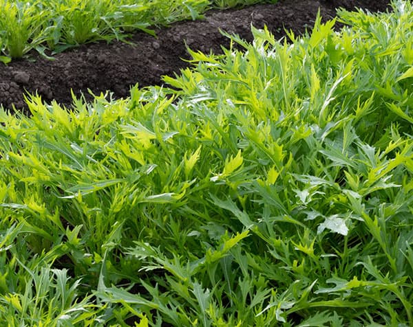 【有効期限25年10月】ミズナ（水菜）種：サラダ水菜*