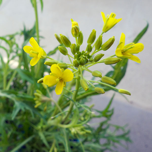【有効期限25年10月】ミズナ（水菜）種：サラダ水菜*