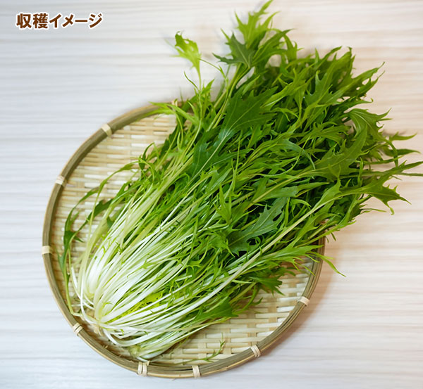 【有効期限25年10月】ミズナ（水菜）種：サラダ水菜*