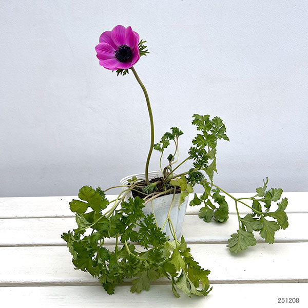 アネモネ：ポルト 花色アソート3.5号ポット 4株セット