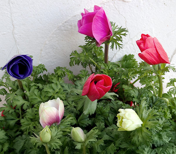 アネモネ：ポルト 花色アソート3.5号ポット 4株セット