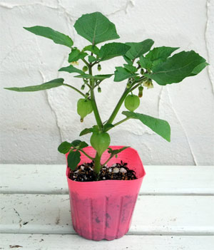 食用ホオズキ：スイートパール3号ポット2株セット
