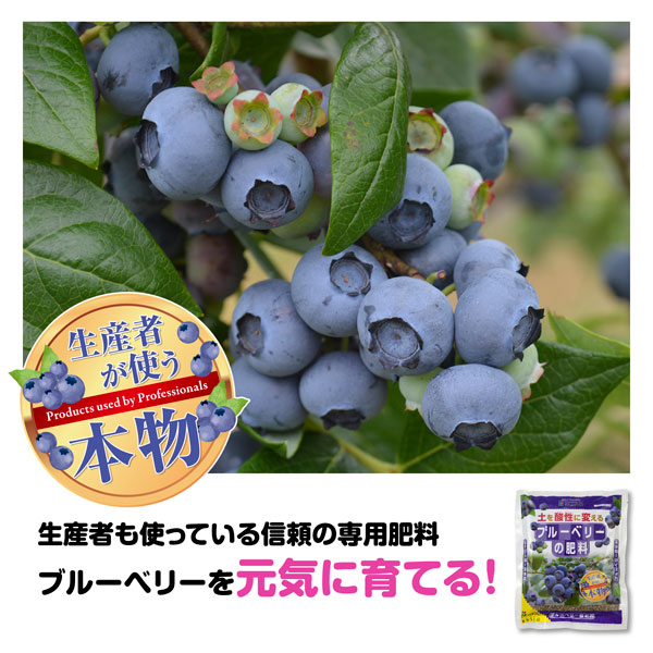 置肥：ブルーベリーの肥料　500ｇ入り（6-5-5）