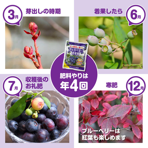 置肥：ブルーベリーの肥料　500ｇ入り（6-5-5）