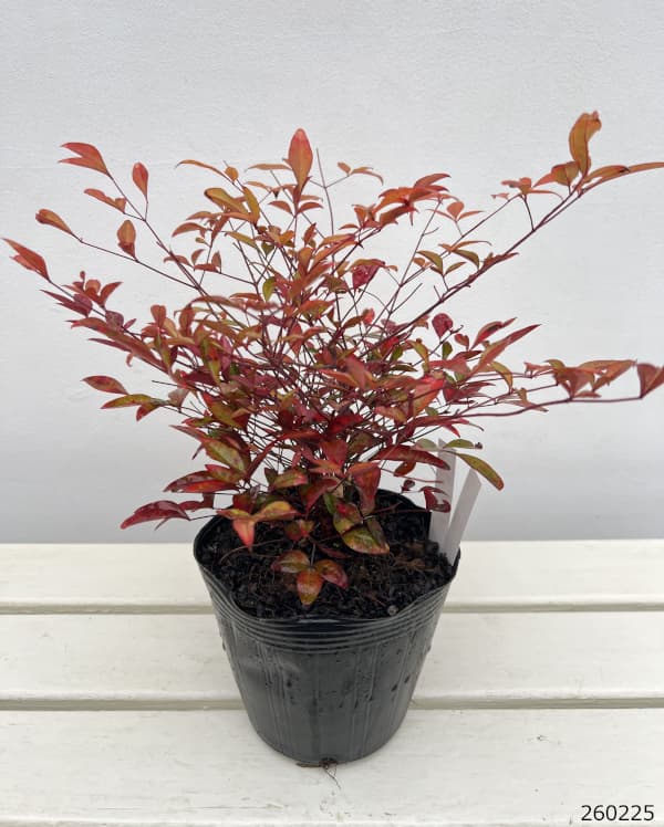 ナンテン(南天）：赤実 5号ポット