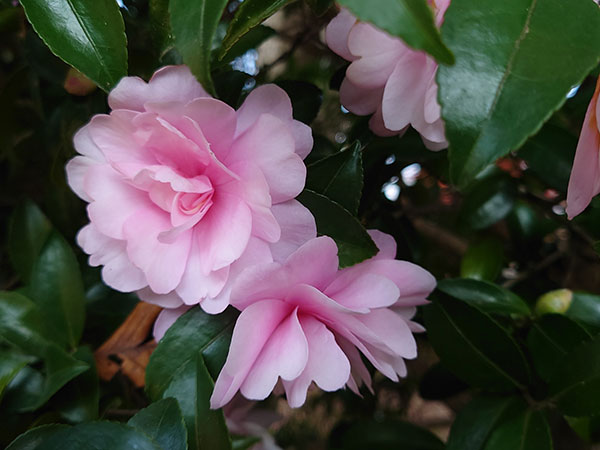 サザンカ（山茶花・寒椿）：乙女（オトメ）5号ポット