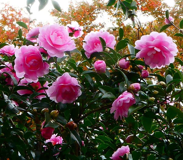 サザンカ（山茶花・寒椿）：乙女（オトメ）5号ポット