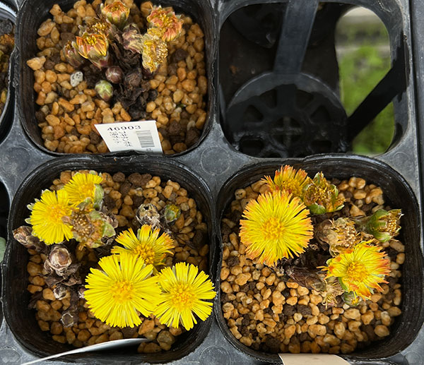 フキタンポポ3号ポット