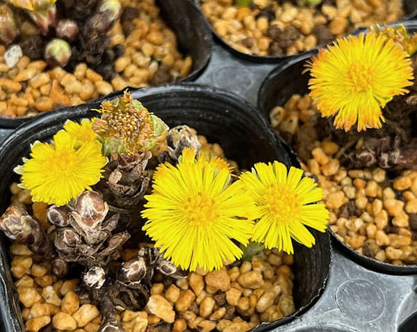 フキタンポポ3号ポット