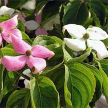 ヤマボウシ：源平やまぼうし　夢心（ゆめごころ）6号ポット