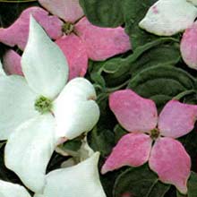 ヤマボウシ：源平やまぼうし　夢心（ゆめごころ）6号ポット