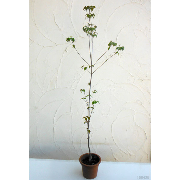 ヤマボウシ：源平やまぼうし　夢心（ゆめごころ）6号ポット