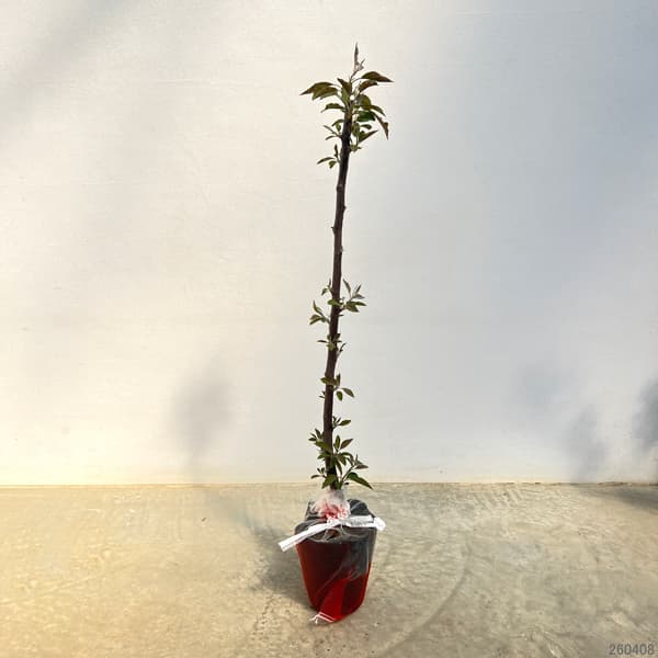 クラブアップル（マルス）：プロフュージョン 5号ポット