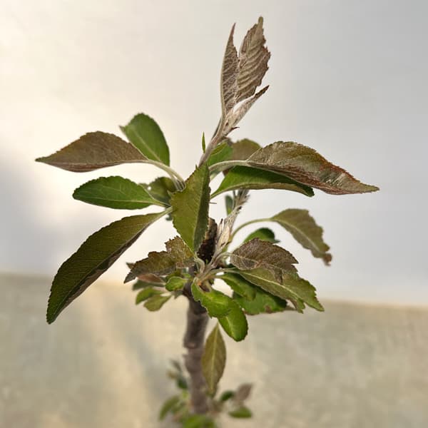 クラブアップル（マルス）：プロフュージョン 5号ポット