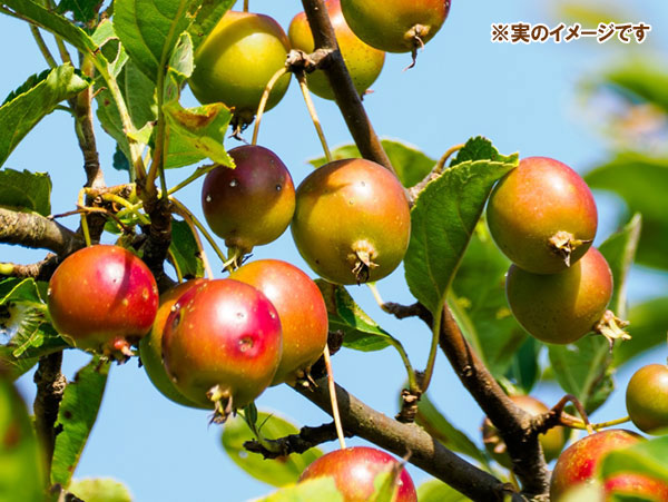 クラブアップル（マルス）：プロフュージョン 5号ポット