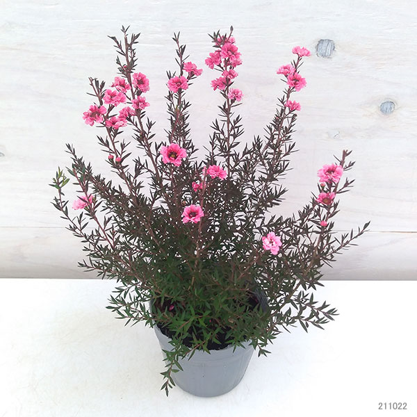 ギョリュウバイ：濃桃八重3号ポット