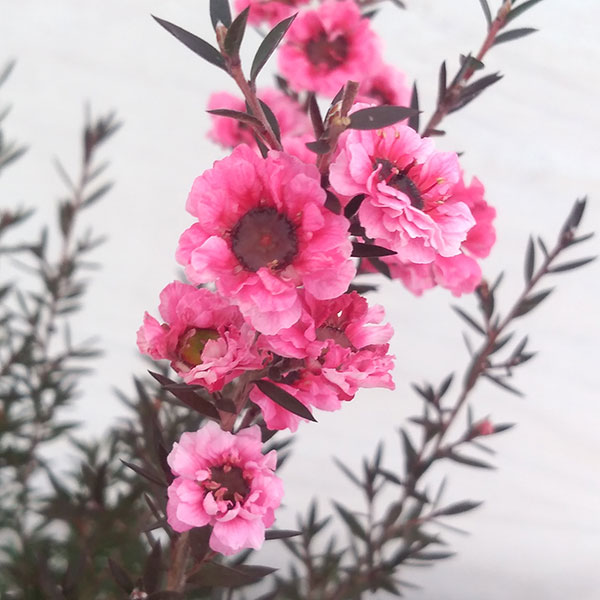 ギョリュウバイ：濃桃八重3号ポット