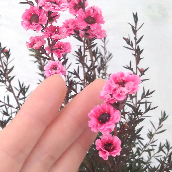 ギョリュウバイ：濃桃八重3号ポット