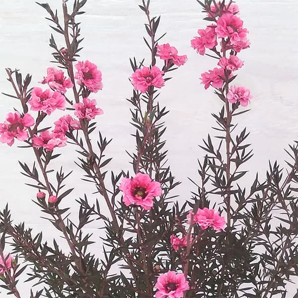 ギョリュウバイ：濃桃八重3号ポット