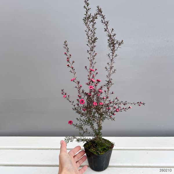 ギョリュウバイ：濃桃八重3号ポット