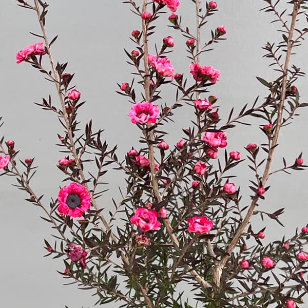 ギョリュウバイ：濃桃花八重3.5号ポット