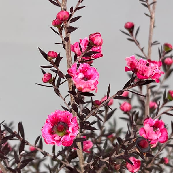 ギョリュウバイ：濃桃花八重3.5号ポット