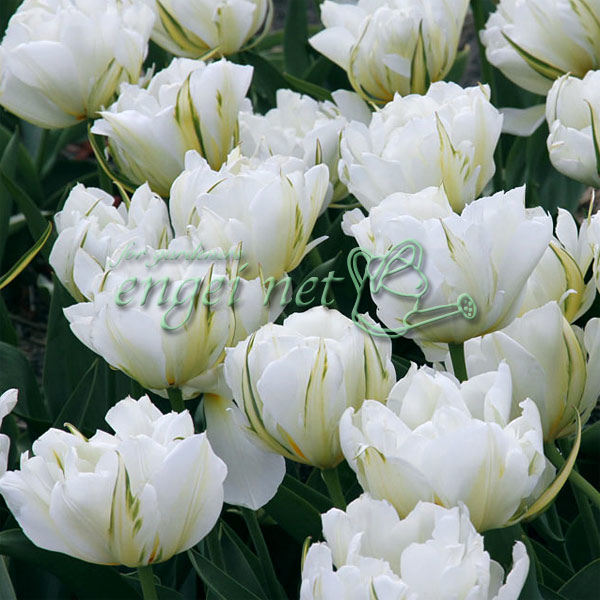 [26年2月中下旬予約]チューリップ：ホワイトバレー1球植え芽出し3号深ポット