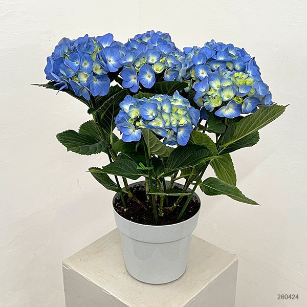 園芸ネット本店｜アジサイ：ブルーダイヤモンド5号鉢植え の通販【公式】