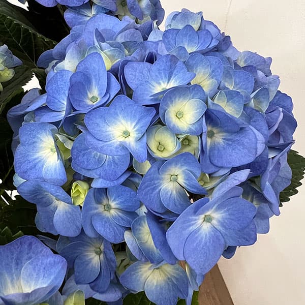 園芸ネット本店｜アジサイ：ブルーダイヤモンド5号鉢植え の通販【公式】
