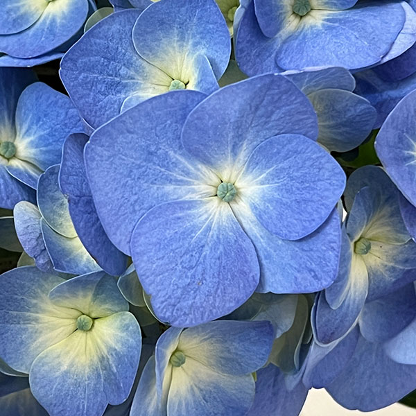 青色アジサイ 園芸ネット本店｜アジサイ：ブルーダイヤモンド5号鉢植え の通販【公式】