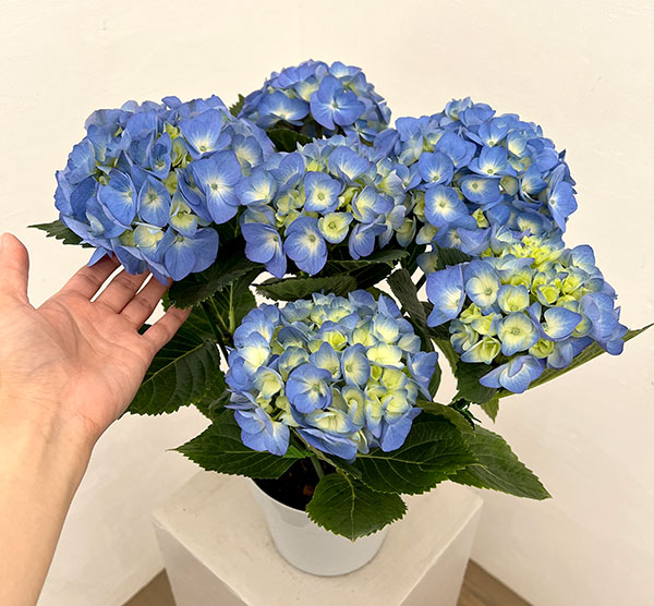 アジサイ:ブルーダイヤモンド5号鉢植え