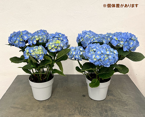 アジサイ:ブルーダイヤモンド5号鉢植え