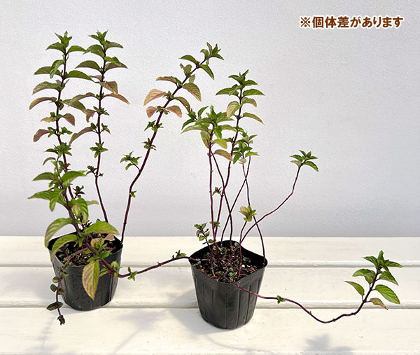 [送料無料]ミント：キャンディーミント3号ポット  24株セット