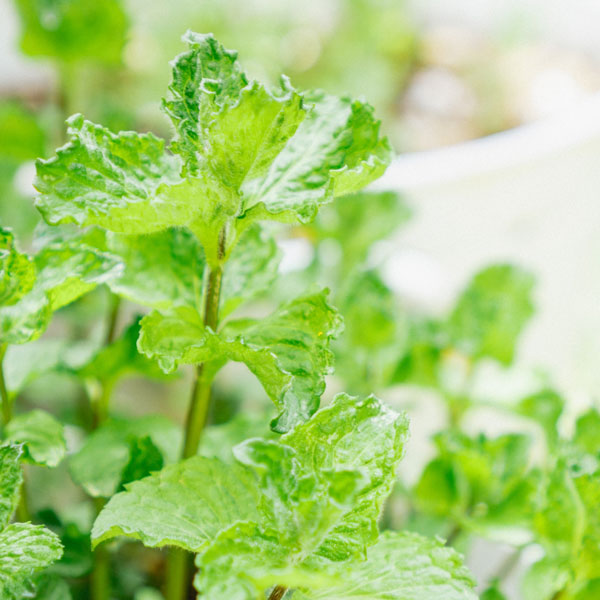 ミント:カーリーミント3号ポット