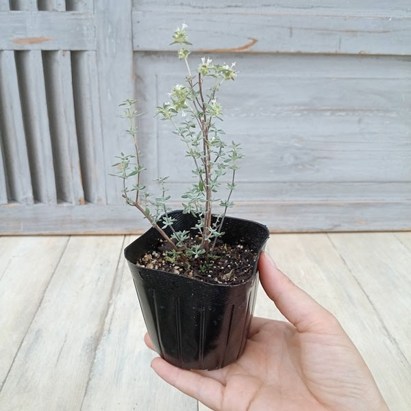 タイム（立性）：マスティチナ3号ポット