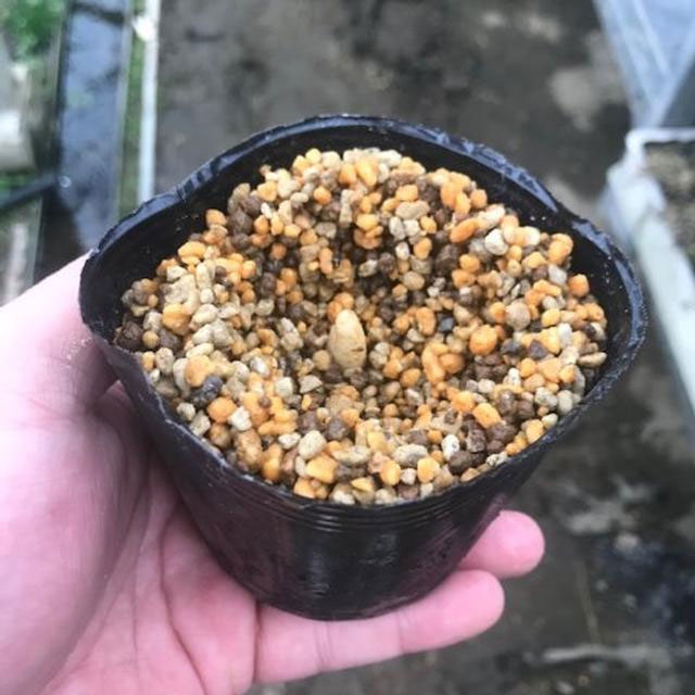 西洋カタクリ（エリスロニューム）：ホワイトビューティー3号ポット