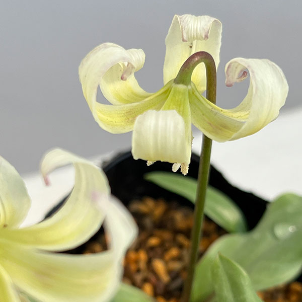 西洋カタクリ（エリスロニューム）：ホワイトビューティー3号ポット