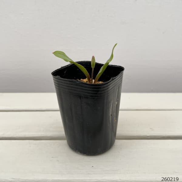 西洋カタクリ（エリスロニューム）：ホワイトビューティー3号ポット