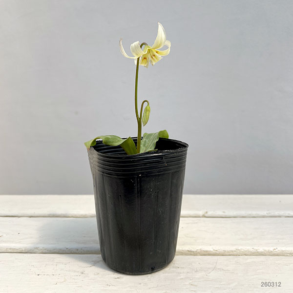 西洋カタクリ（エリスロニューム）：ホワイトビューティー3号ポット