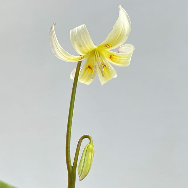 西洋カタクリ（エリスロニューム）：ホワイトビューティー3号ポット