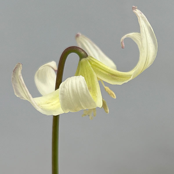 西洋カタクリ（エリスロニューム）：ホワイトビューティー3号ポット